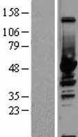 Non Neuronal Enolase (ENO1) Human Over-expression Lysate