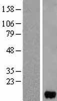 Fatty Acid Binding Protein 5 (FABP5) Human Over-expression Lysate