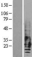 EMP2 Human Over-expression Lysate