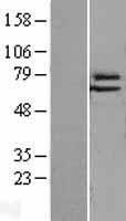 ELF4 Human Over-expression Lysate