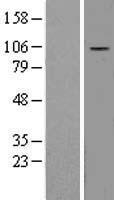 DAP5 (EIF4G2) Human Over-expression Lysate