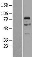 DGKA Human Over-expression Lysate