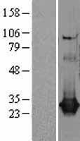 CLIC1 Human Over-expression Lysate