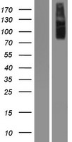 IKK alpha (CHUK) Human Over-expression Lysate