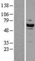 CDK8 Human Over-expression Lysate