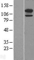 CDHH (CDH13) Human Over-expression Lysate