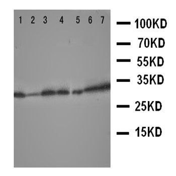 Aquaporin 9/AQP9 Rabbit Polyclonal Antibody