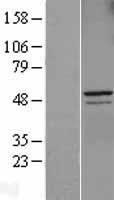 Cyclin A2 (CCNA2) Human Over-expression Lysate
