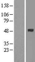 BMP2 Human Over-expression Lysate