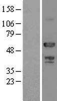 ATP6AP1 Human Over-expression Lysate
