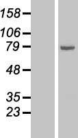 ALOX15 Human Over-expression Lysate