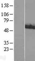 ACCN1 (ASIC2) Human Over-expression Lysate