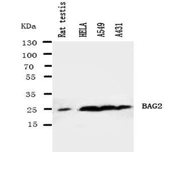 BAG2 Rabbit Polyclonal Antibody