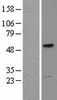TCN1 Human Over-expression Lysate