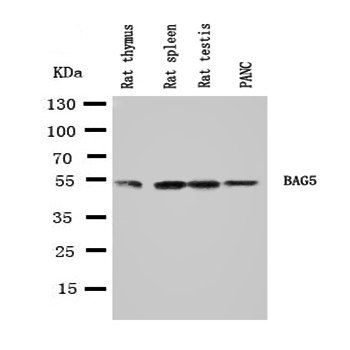 Bag5 Rabbit Polyclonal Antibody