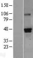 RUNX3 Human Over-expression Lysate