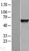 PDE4 (PDE4B) Human Over-expression Lysate