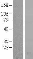 RPS15A Human Over-expression Lysate