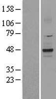 KCNK2 Human Over-expression Lysate