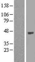 OPCML Human Over-expression Lysate