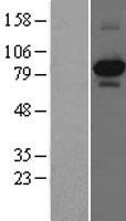 TrkA (NTRK1) Human Over-expression Lysate