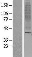 OR8A1 Human Over-expression Lysate