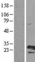 RPL19 Human Over-expression Lysate