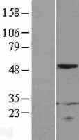 RPL4 Human Over-expression Lysate