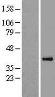 PON3 Human Over-expression Lysate