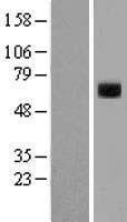 PLAT Human Over-expression Lysate