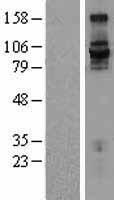 Integrin beta 7 (ITGB7) Human Over-expression Lysate