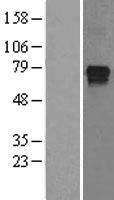 IMPDH1 Human Over-expression Lysate