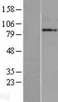 GGCX Human Over-expression Lysate