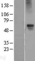 GABA A Receptor alpha 5 (GABRA5) Human Over-expression Lysate