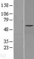 Cytochrome P450 2C8 (CYP2C8) Human Over-expression Lysate