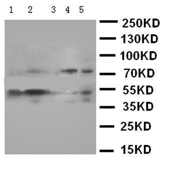 SMAD5 Rabbit Polyclonal Antibody