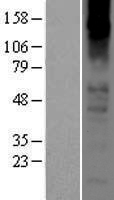 CHRNA2 Human Over-expression Lysate