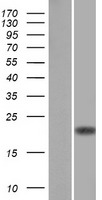 CD3D Human Over-expression Lysate