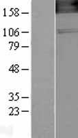 NOS1 Human Over-expression Lysate