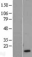 hemoglobin subunit gamma 1 (HBG1) Human Over-expression Lysate