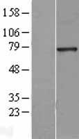 HNF1 alpha (HNF1A) Human Over-expression Lysate