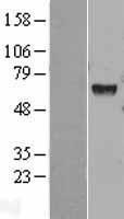HEXA Human Over-expression Lysate
