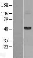 Fibrinogen gamma chain (FGG) Human Over-expression Lysate