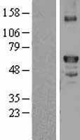 Factor X (F10) Human Over-expression Lysate