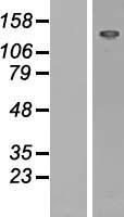L1CAM Human Over-expression Lysate