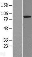 XPD (ERCC2) Human Over-expression Lysate