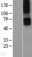 Parathyroid Hormone Receptor 1 (PTH1R) Human Over-expression Lysate