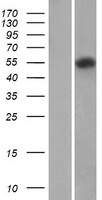 Protein C (PROC) Human Over-expression Lysate