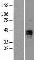 PDHA1 Human Over-expression Lysate