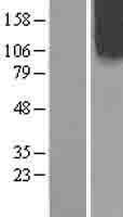 INPP5F (OCRL) Human Over-expression Lysate